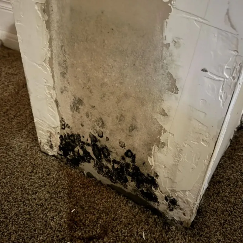Professional Mold Removal in DeSoto, TX
